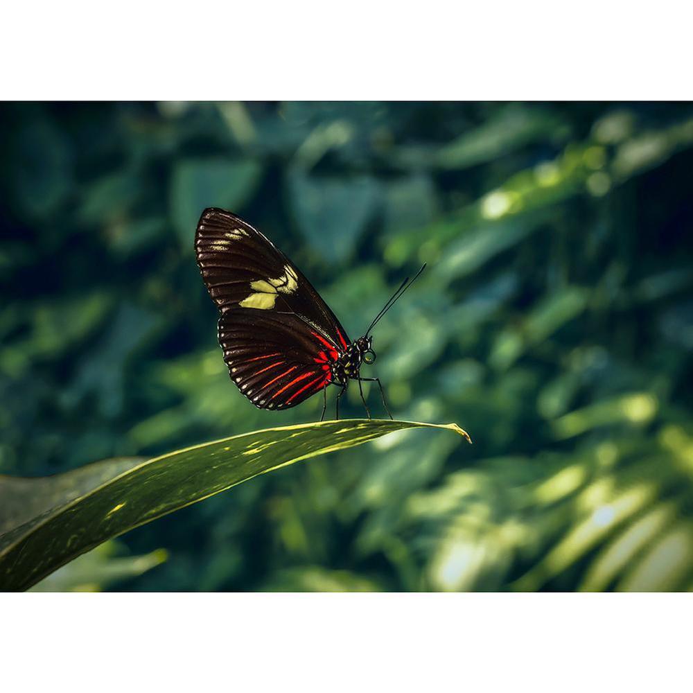 Free Butterfly - MyCraftsGfit - Free 5D Diamond Painting