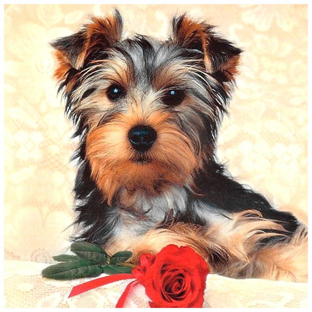 Free Dog - MyCraftsGfit - Free 5D Diamond Painting