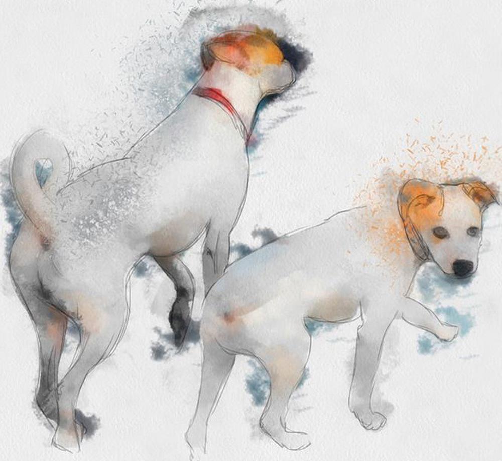 Free Dog - MyCraftsGfit - Free 5D Diamond Painting