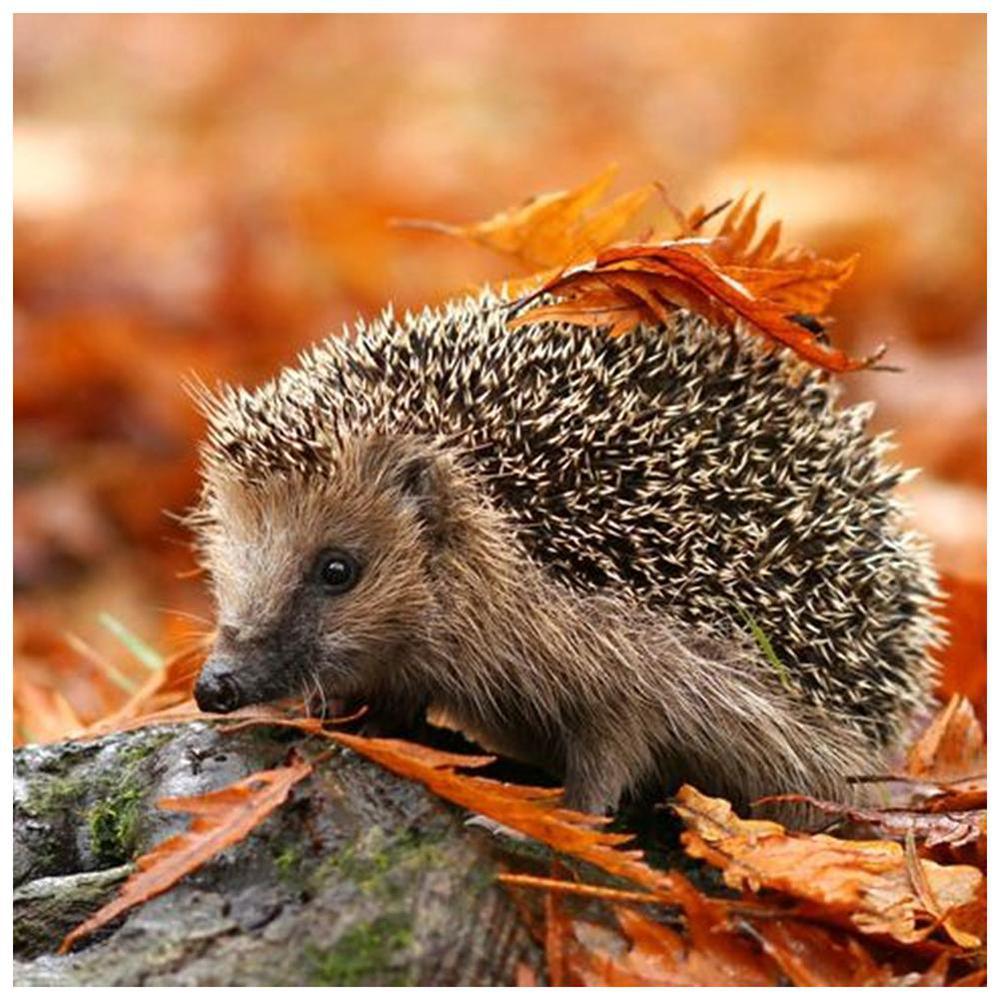 Free Hedgehog - MyCraftsGfit - Free 5D Diamond Painting