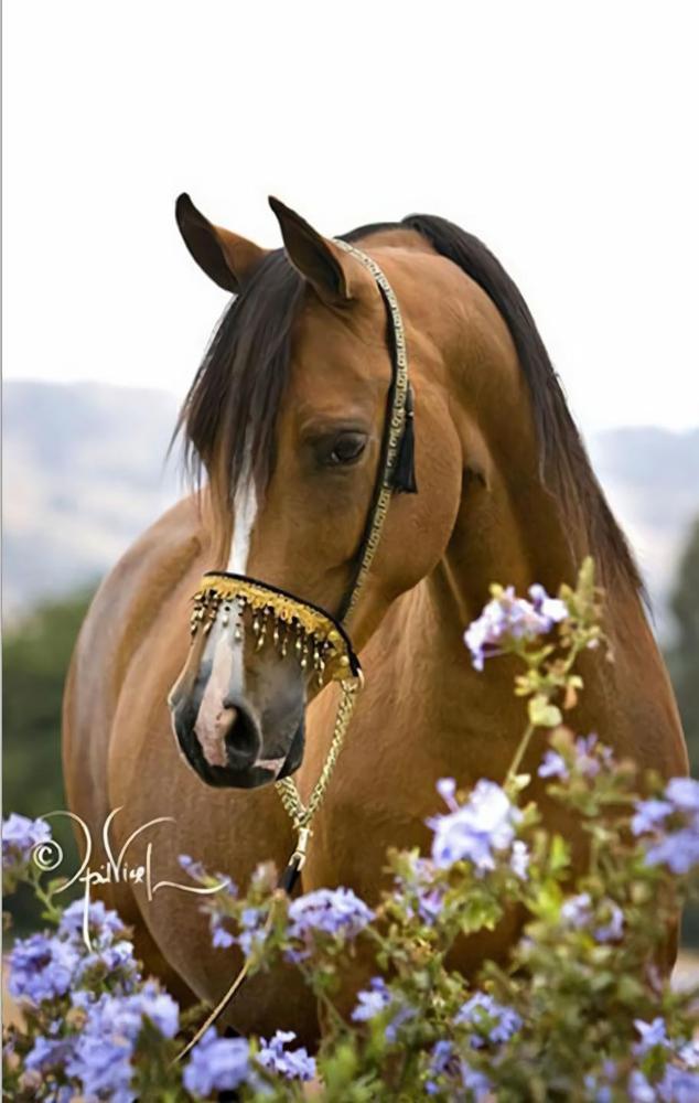 Free Horse - MyCraftsGfit - Free 5D Diamond Painting