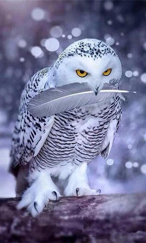 Free Owl - MyCraftsGfit - Free 5D Diamond Painting