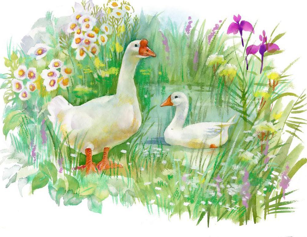 Free Poultry - MyCraftsGfit - Free 5D Diamond Painting