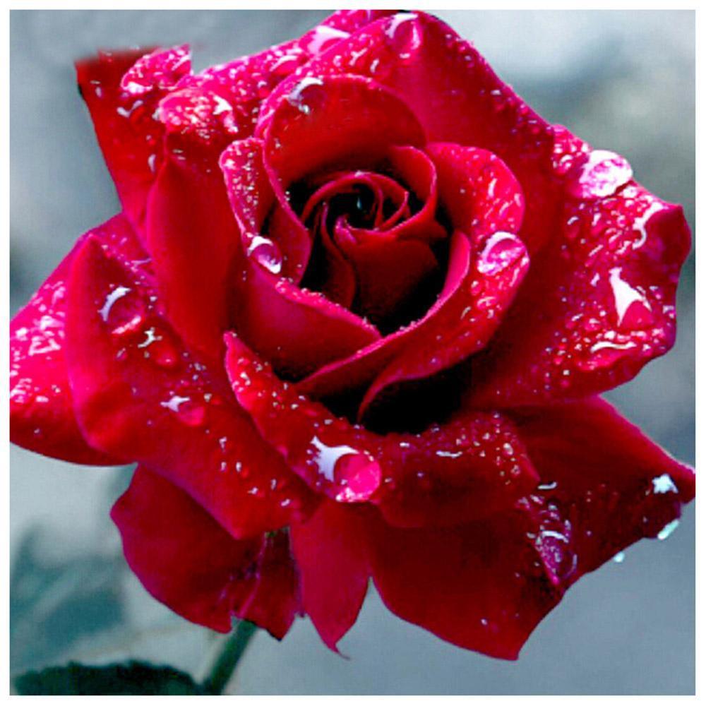 Free Rose - MyCraftsGfit - Free 5D Diamond Painting