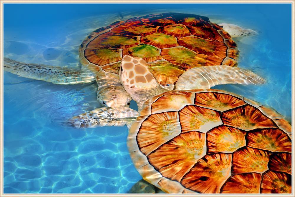 Free Sea Turtles - MyCraftsGfit - Free 5D Diamond Painting